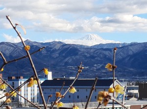 「富士山」とろ梅