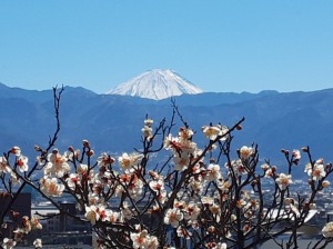 真っ白に雪化粧の「富士山」と「冬至梅」