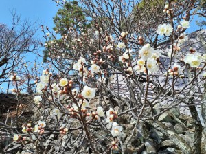 遅咲きの「白加賀」も開花！