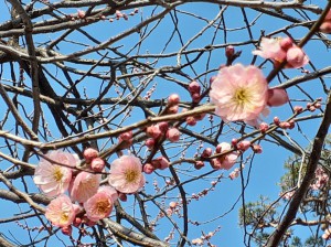 遅咲きの「見驚梅」が咲き出しています