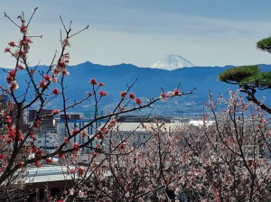 富士山と「豊後梅」