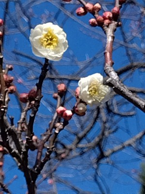 早咲きの「玉牡丹」も2輪！