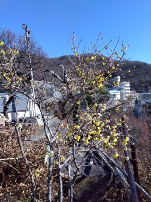 「ろう梅」も一部で咲いています。