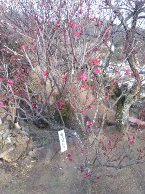 中咲きの「鹿児島紅梅」も数輪！