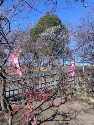 入園口の坂道も咲き出しています。