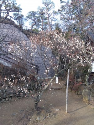 梅天神横の「玉牡丹」は3分～5分咲き。