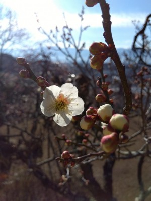 遅咲きの「白加賀」が一輪。。