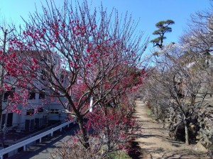 8分咲きの「鹿児島紅梅」