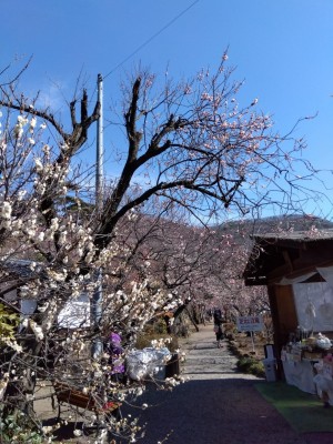 入園口付近の遅咲きの「見鶯梅」が開花。