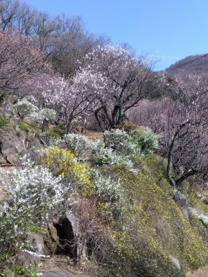 「黄梅の小径」を上った先です。