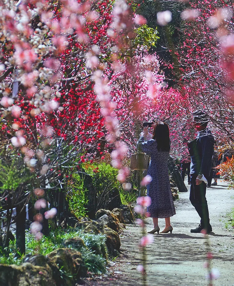 不老園 山梨県甲府市 梅園