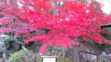 不老園 奥村不老園 開花状況