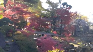 不老園 奥村不老園 開花状況