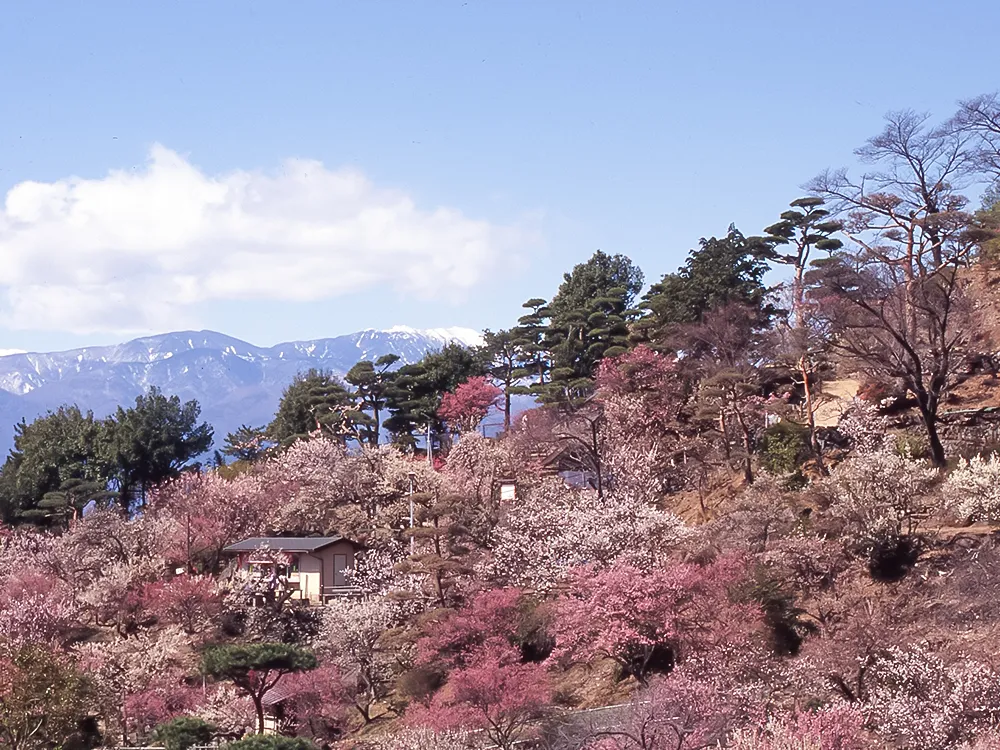 不老園 奥村不老園 不老園全体