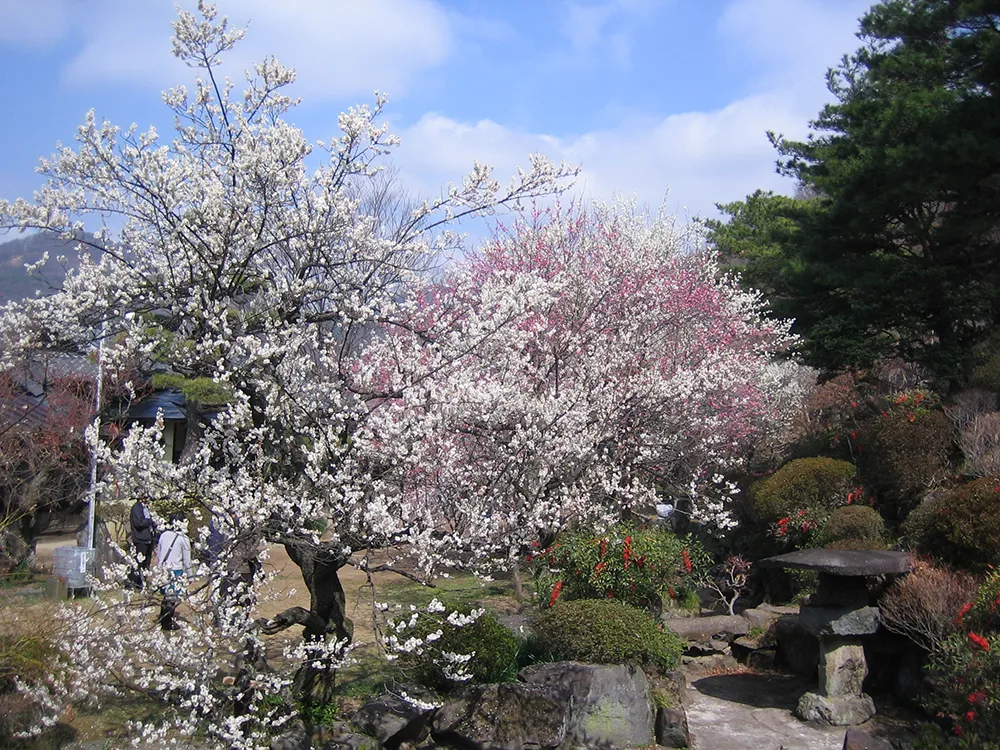 不老園 奥村不老園 逍遥の池