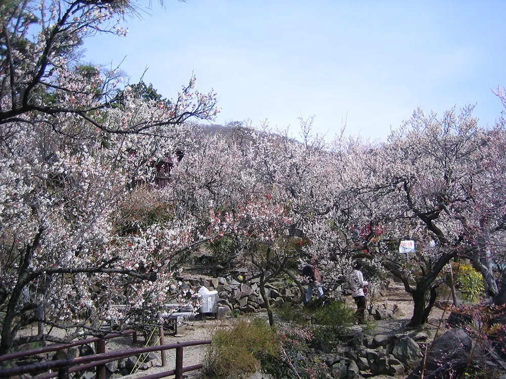 不老園 奥村不老園 富士見橋