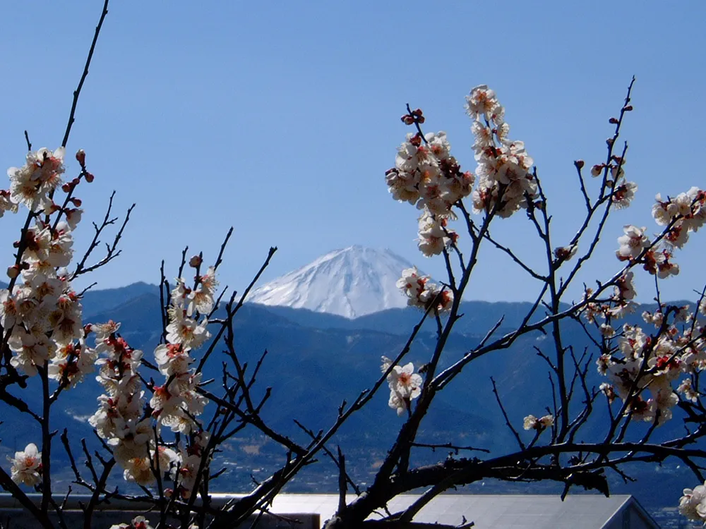 不老園から見た富士山