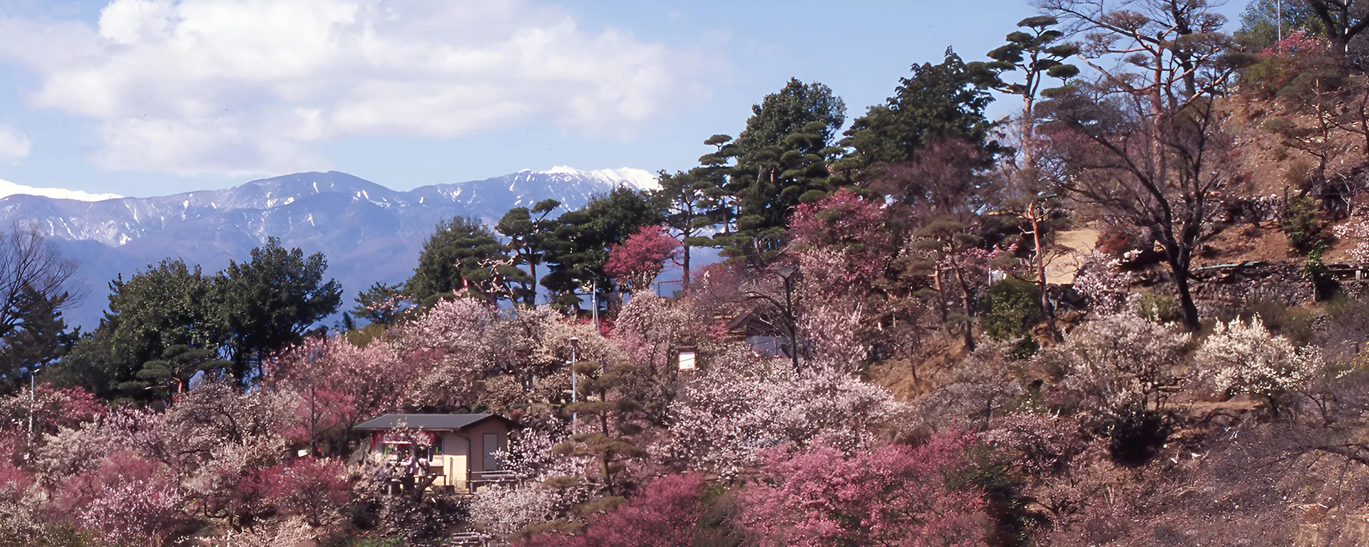 不老園 奥村不老園 不老園に咲く梅