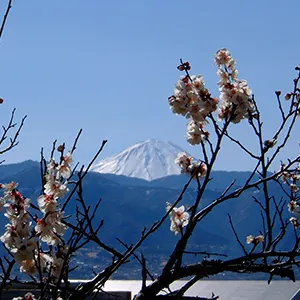 不老園から見た富士山