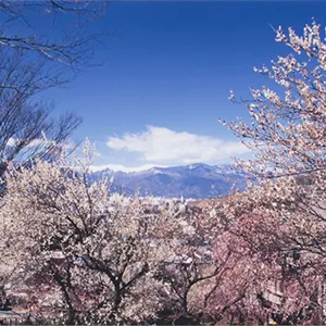 不老園から見た南アルプス