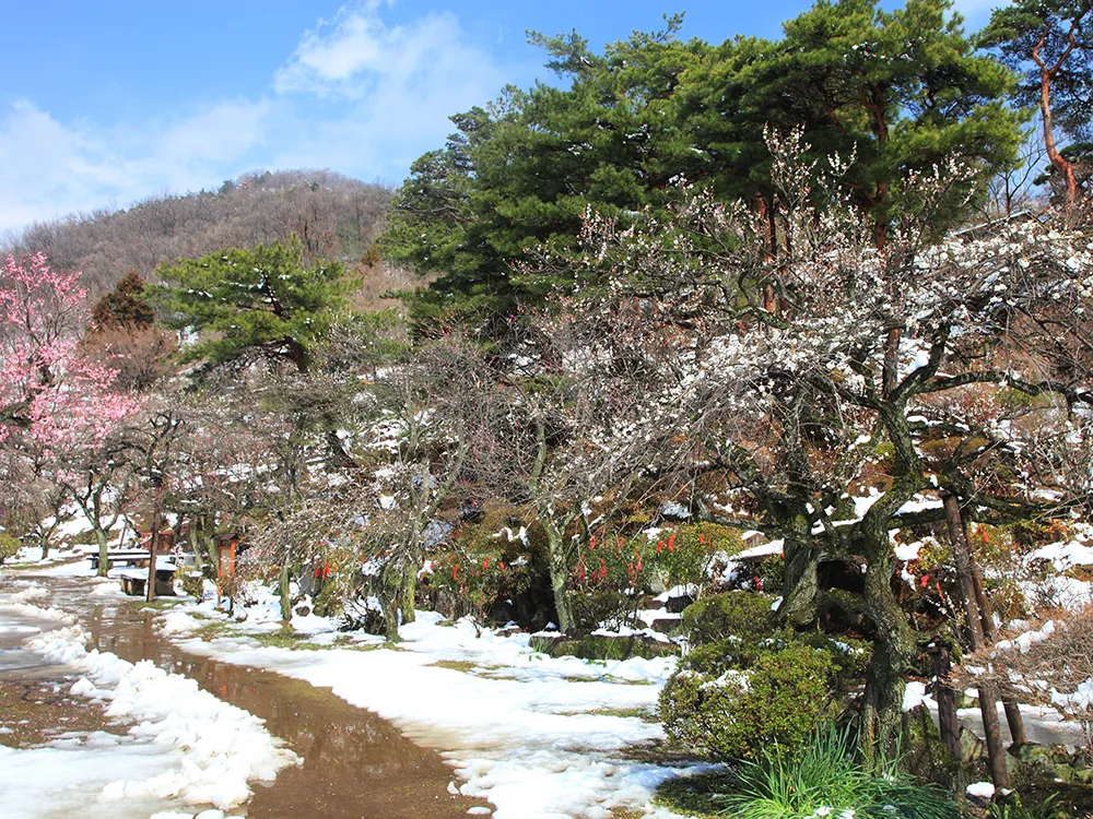 雪の梅園