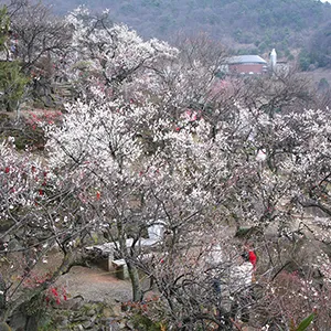 不老園の梅花