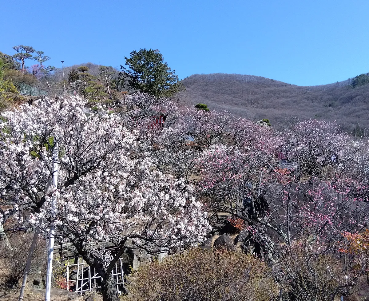 不老園 奥村不老園 生い立ち・由来