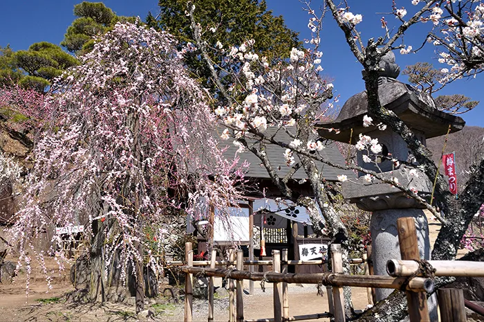 不老園 奥村不老園 梅天神