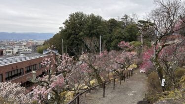 不老園 奥村不老園 開花状況