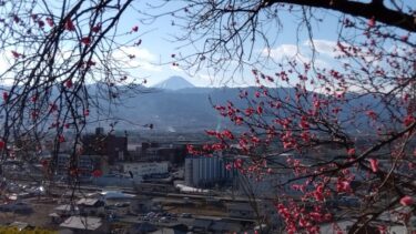 不老園 奥村不老園 開花状況