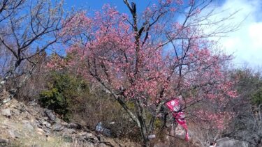 不老園 奥村不老園 開花状況