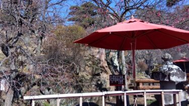 不老園 奥村不老園 開花状況