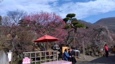 不老園 奥村不老園 開花状況