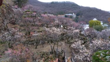 不老園 奥村不老園 開花状況