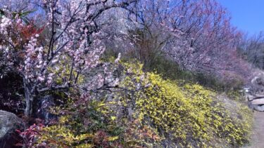 不老園 奥村不老園 開花状況