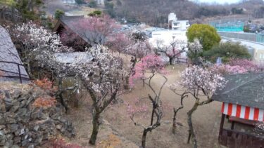不老園 奥村不老園 開花状況