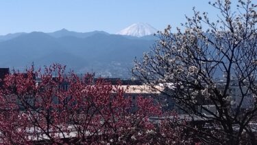不老園 奥村不老園 開花状況