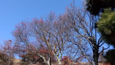 不老園 奥村不老園 開花状況
