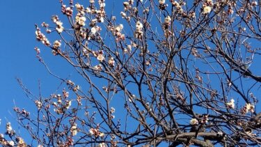 不老園 奥村不老園 開花状況