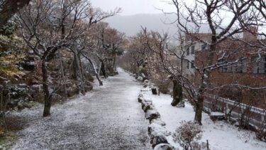 不老園 奥村不老園 開花状況