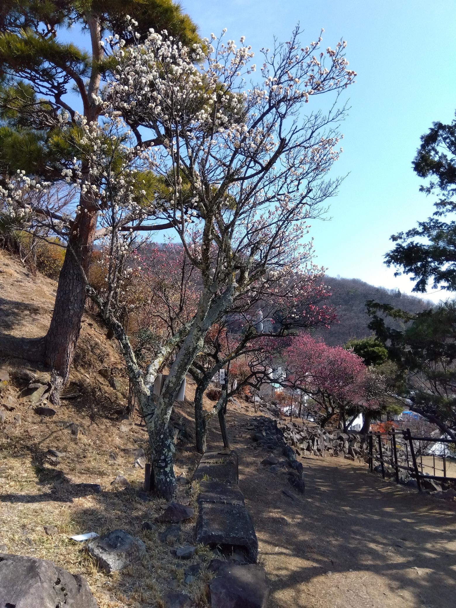 梅天神坂上の「寒紅梅」「冬至梅」