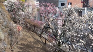 不老園 奥村不老園 開花状況