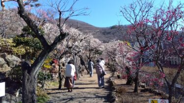 不老園 奥村不老園 開花状況