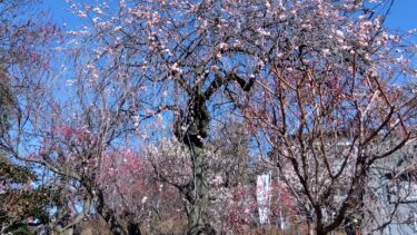 不老園 奥村不老園 開花状況
