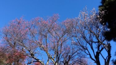 不老園 奥村不老園 開花状況