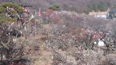 不老園 奥村不老園 開花状況