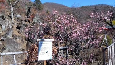 不老園 奥村不老園 開花状況