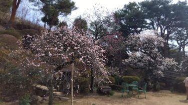 不老園 奥村不老園 開花状況