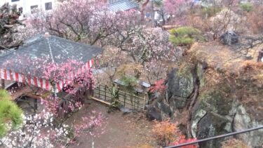 不老園 奥村不老園 開花状況