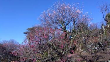 不老園 奥村不老園 開花状況